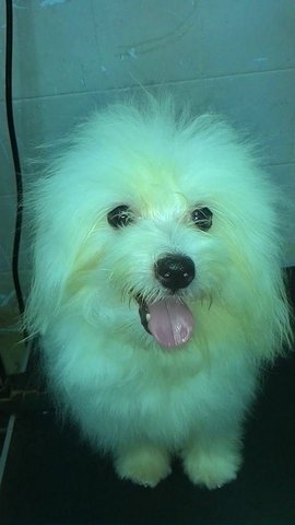 Maltest - Maltese Dog