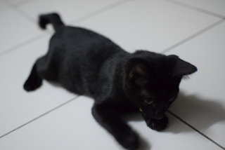 Little Black Kitty 2 - Domestic Short Hair Cat