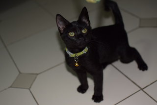 Little Black Kitty 2 - Domestic Short Hair Cat