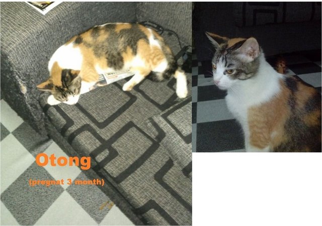 Otong - Domestic Medium Hair Cat