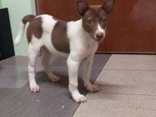 Pinky  - Mixed Breed Dog