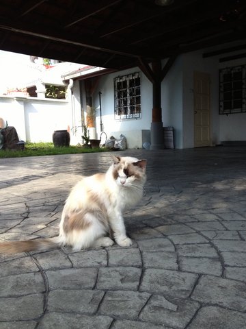 Poto - Ragdoll Cat