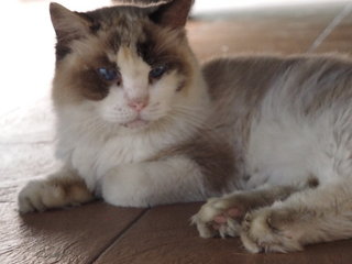 Poto - Ragdoll Cat