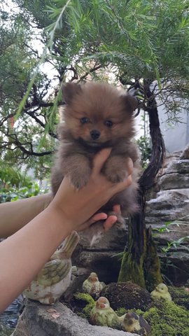 PF65382 - Pomeranian Dog