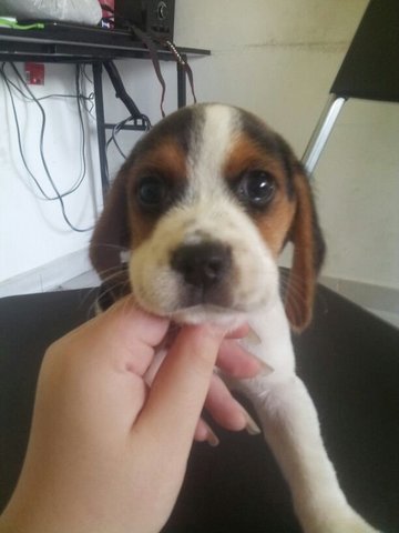 Mini Beagle - Beagle Dog