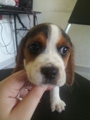 Mini Beagle - Beagle Dog