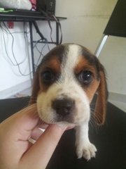 Mini Beagle - Beagle Dog