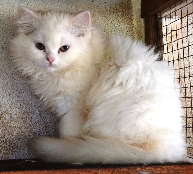 PF65391 - Persian Cat