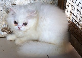 PF65391 - Persian Cat