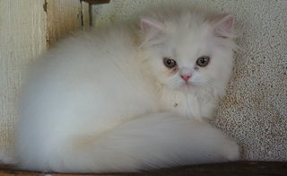 PF65391 - Persian Cat