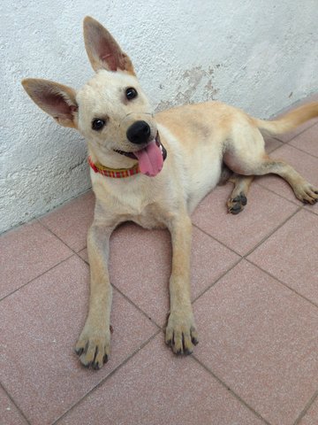 Gingeer (Urgent) - Mixed Breed Dog