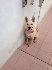 Gingeer (Urgent) - Mixed Breed Dog