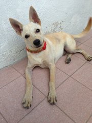 Gingeer (Urgent) - Mixed Breed Dog