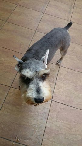 Charming - Schnauzer Dog