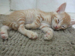 ADOPTED. No name. Aslan's twin. Male.