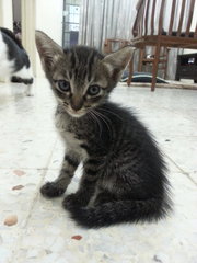 ADOPTED. No name. Aslan's sister. Female.