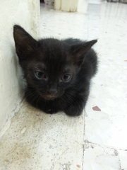 Aslan's sister. Black. Female.