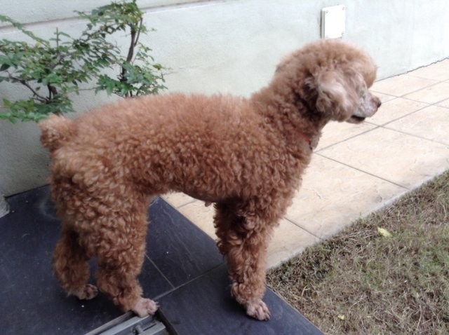 Manny - Poodle Dog