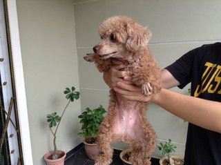 Manny - Poodle Dog