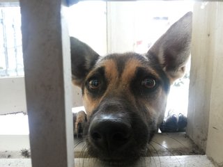 mmm, is that dehydrated salmon skin for meee? 