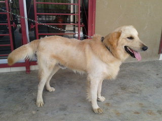 Gold - Golden Retriever Dog