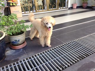 Male Toy Poodle - Poodle Dog