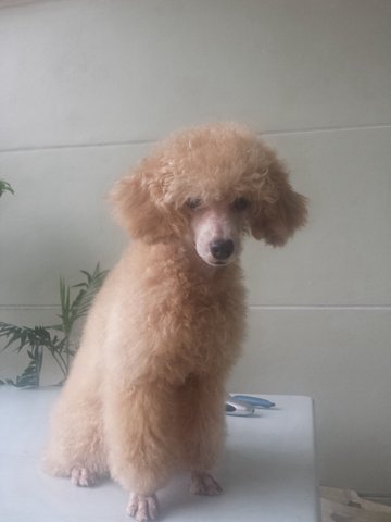 Male Toy Poodle - Poodle Dog