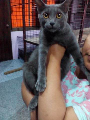 Blue - Russian Blue Cat