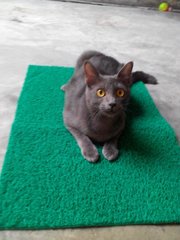 Blue - Russian Blue Cat