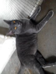 Blue - Russian Blue Cat