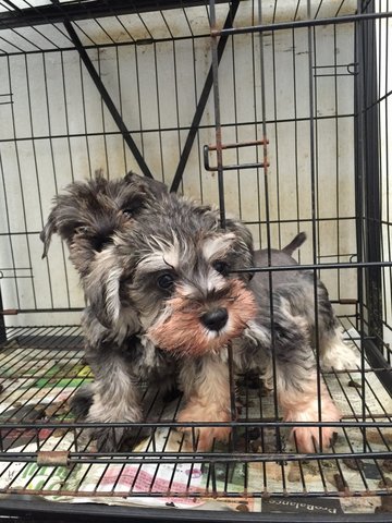 Miniature Schnauzer - Clear Mini - Schnauzer Dog