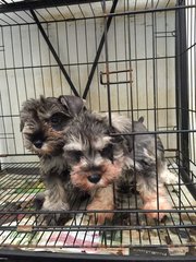 Miniature Schnauzer - Clear Mini - Schnauzer Dog