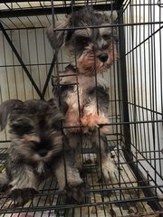 Miniature Schnauzer - Clear Mini - Schnauzer Dog