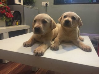 Labrador - Imported Parent Big Bone - Labrador Retriever Dog