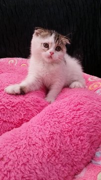 Wuniang ( Imported Scottish Fold ) - Scottish Fold + Munchkin Cat