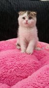 Wuniang ( Imported Scottish Fold ) - Scottish Fold + Munchkin Cat