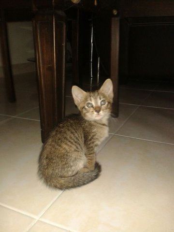 Dania - Domestic Short Hair Cat