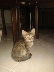 Dania - Domestic Short Hair Cat