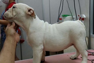 PF65432 - English Bulldog Dog