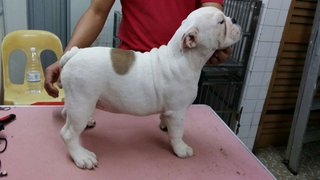 PF65432 - English Bulldog Dog