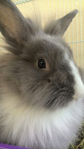 Ricebowl - Lionhead Rabbit