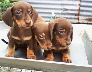 Rare Chocolate Miniature Dachshund - Dachshund Dog