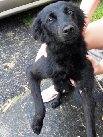 Black Puppy  - Mixed Breed Dog