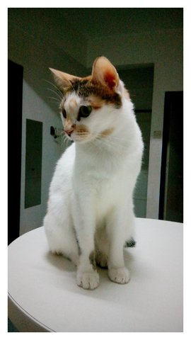 Wang Wang - Snowshoe + American Shorthair Cat