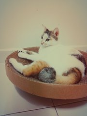 Wang Wang - Snowshoe + American Shorthair Cat