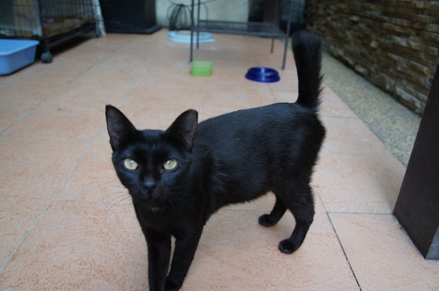 Manis - Domestic Short Hair Cat