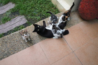 Manis with her 4 kittens.