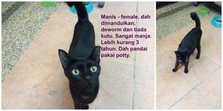 Manis - Domestic Short Hair Cat