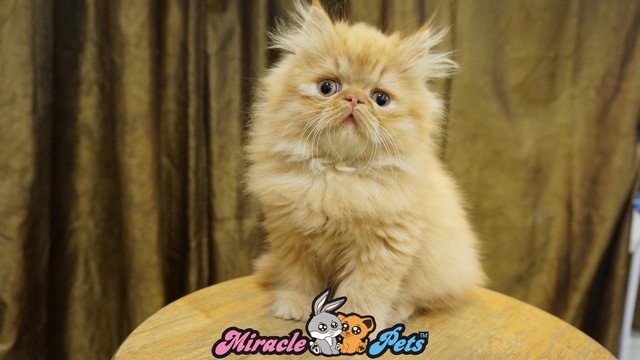 Pure Highnose Flat Face Persian Cat - Persian Cat