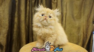 Pure Highnose Flat Face Persian Cat - Persian Cat